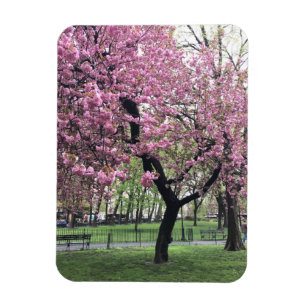 Pink Cherry Tree Blossoms Springtime New York City Magnet