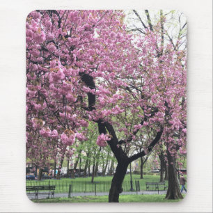 Pink Cherry Tree Blossoms Springtime New York City Mouse Pad