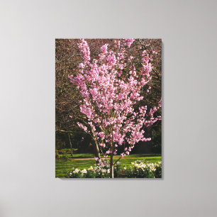 Pink Cherry Tree Canvas Print