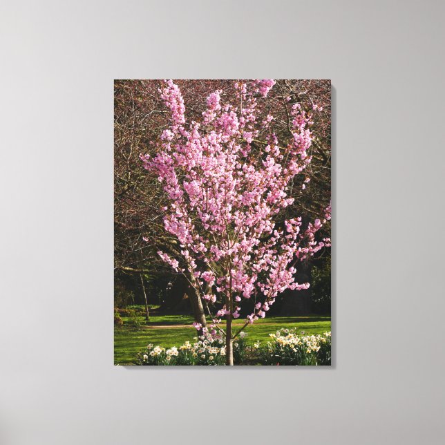 Pink Cherry Tree Canvas Print (Front)