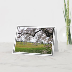 Pink Cherry Tree Flowers With Field in Background  Card