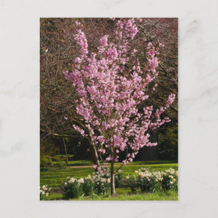 Pink Cherry Tree Postcard