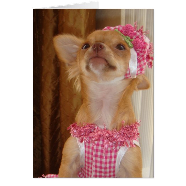 pink chihuahua (Front)