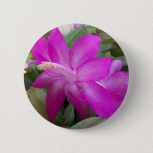 Pink Christmas cactus bloom 6 Cm Round Badge