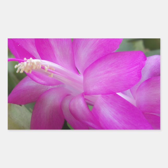 Pink Christmas cactus bloom Rectangular Sticker (Front)