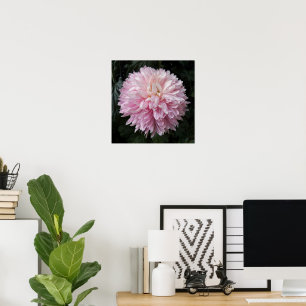 Pink Chrysanthemum Bloom Floral Photographic Poster