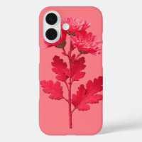 Pink Chrysanthemum