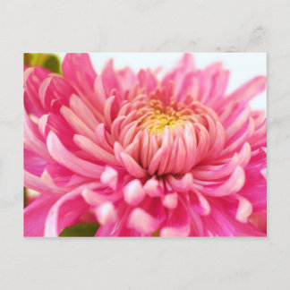 Pink Chrysanthemum Flower Postcard