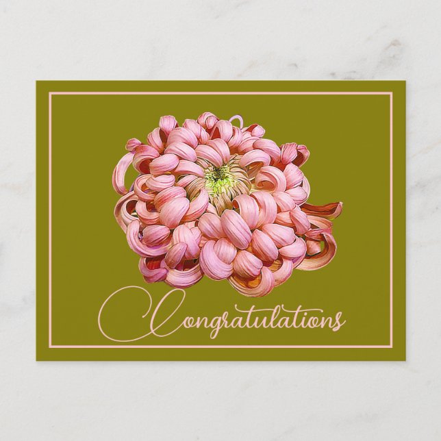 Pink Chrysanthemum Olive Backdrop Congratulations Postcard (Front)