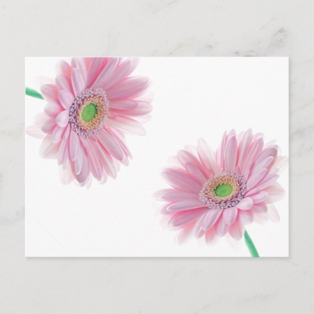Pink CHRYSANTHEMUM Postcard (Front)