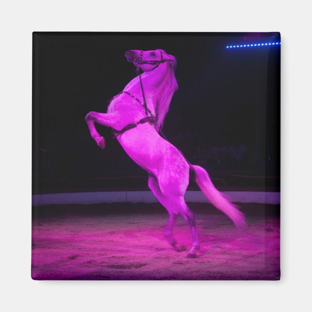 Pink Circus Horse Magnet (Front)
