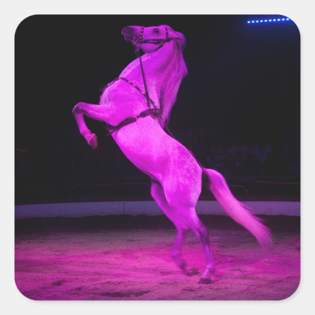 Pink Circus Horse Square Sticker (Front)
