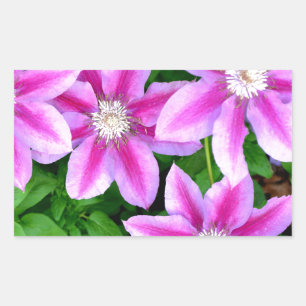 Pink Clematis and wild Oregano Rectangular Sticker