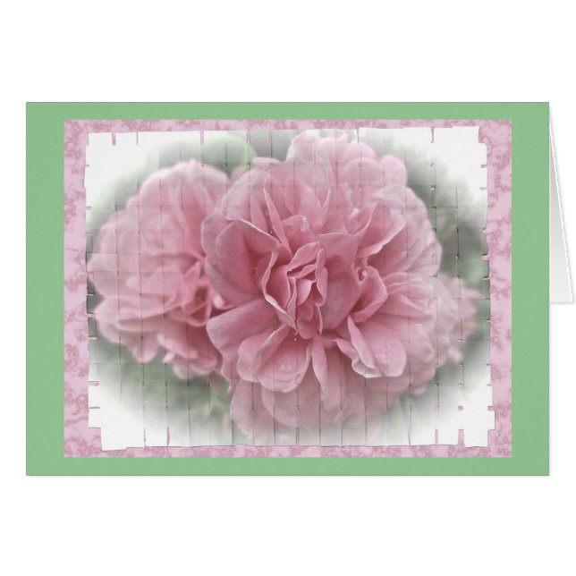 Pink Climbing Rose Blossoms (Front Horizontal)