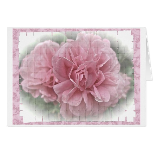 Pink Climbing Rose Blossoms (Front Horizontal)