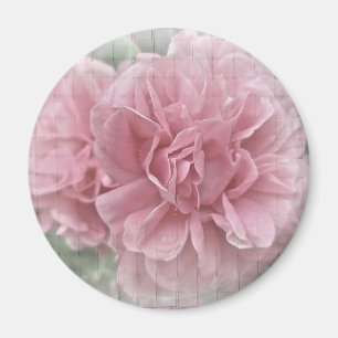 Pink Climbing Rose Blossoms Magnet