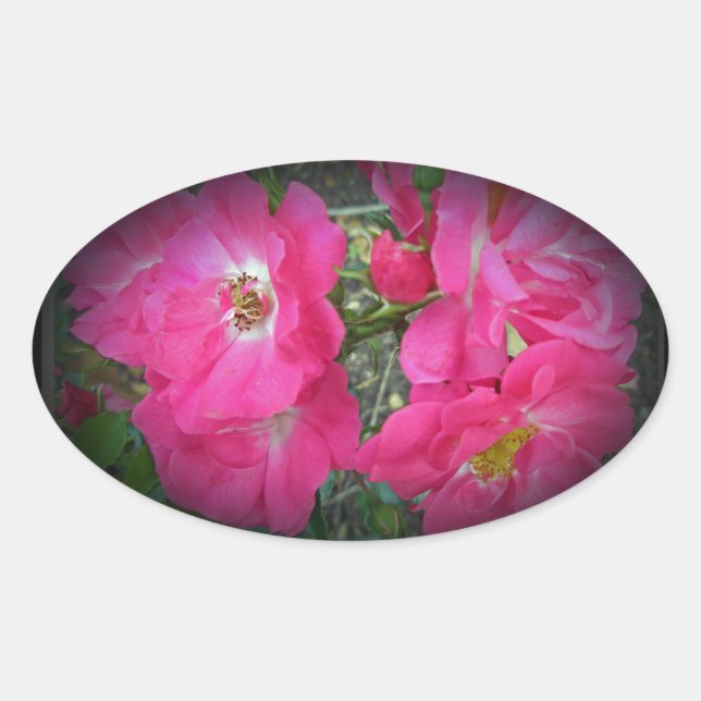 Pink Climbing Rose Oval Sticker (Front)