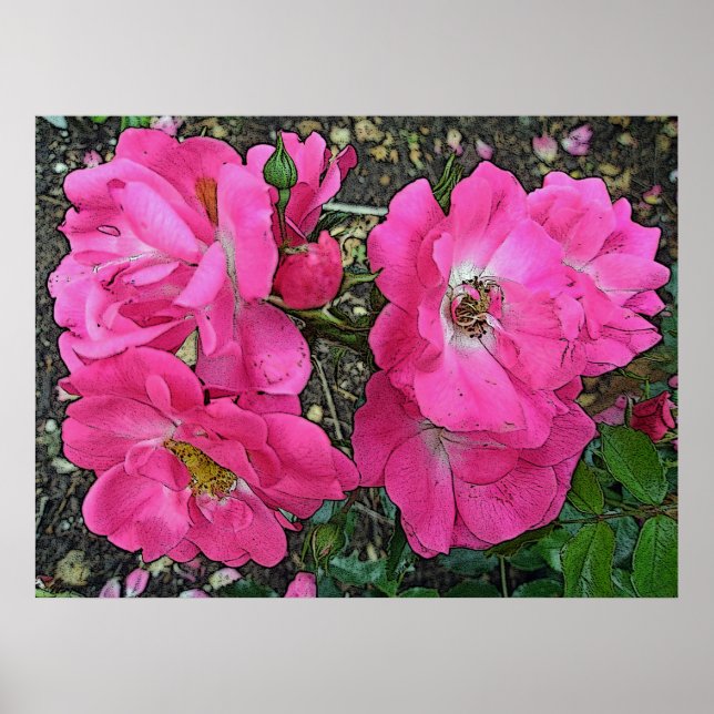 Pink Climbing Rose Poster Digitally Enhanced (Front)