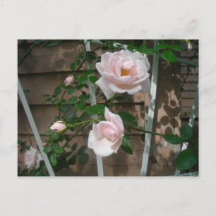 pink climbing roses postcard
