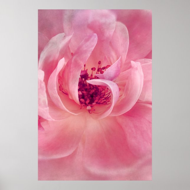 Pink Cloud Garden Rose Bokeh Background Template Poster (Front)