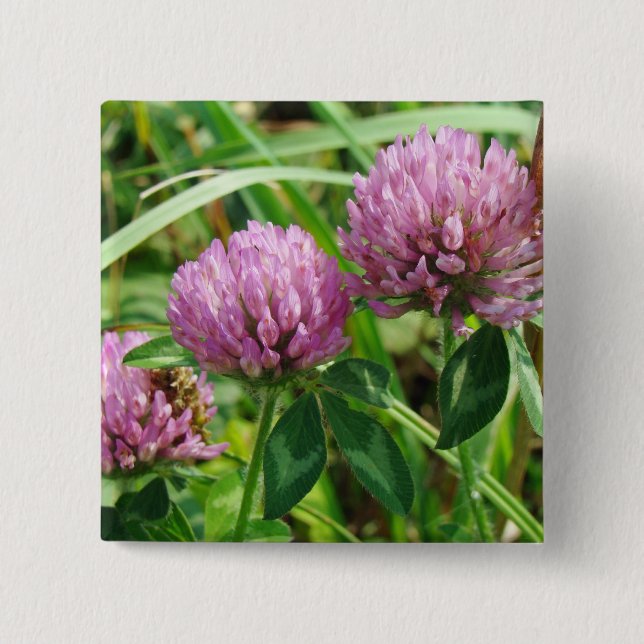 Pink Clover Wildflower - Trifolium pratense 15 Cm Square Badge (Front)