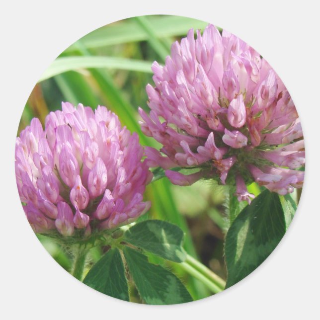 Pink Clover Wildflower - Trifolium pratense Classic Round Sticker (Front)