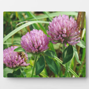 Pink Clover Wildflower - Trifolium pratense Plaque
