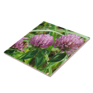 Pink Clover Wildflower - Trifolium pratense Tile