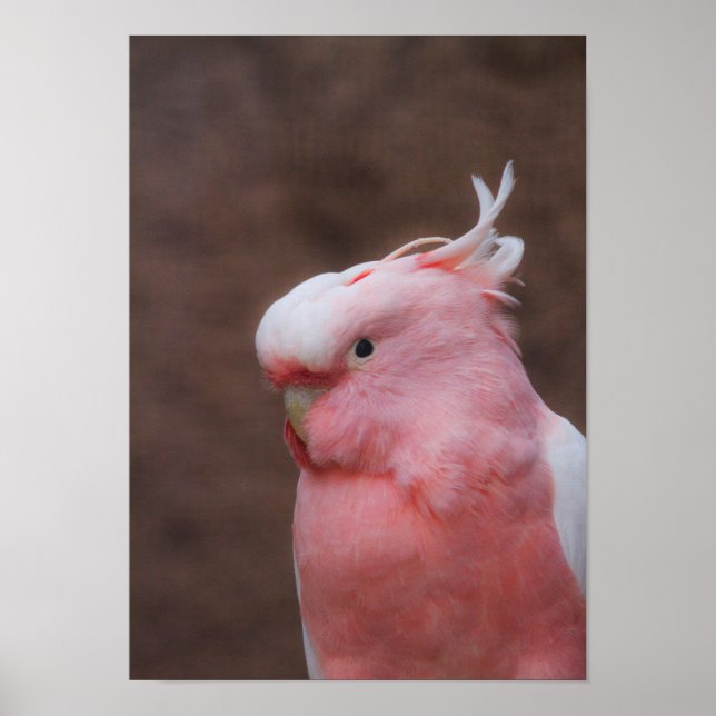 Pink Cockatoo Poster (Front)