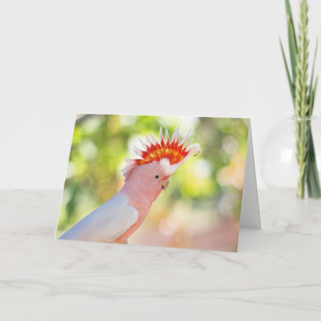 Pink Cockatoo with Love-fire Mohawk Card (Front)
