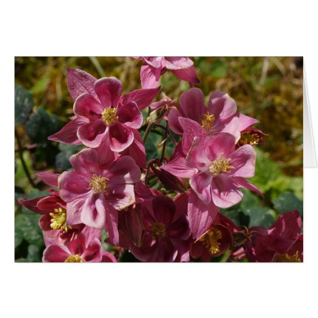 Pink Columbine (Front Horizontal)
