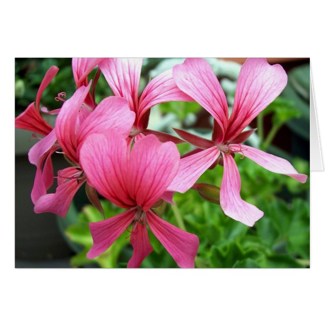 Pink Columbine (Front Horizontal)