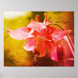 Pink Columbine Flower Close Up Distressed Art Poster
