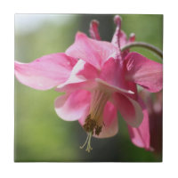 Pink Columbine Flower Nature