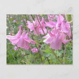 Pink Columbine Flowers Postcard