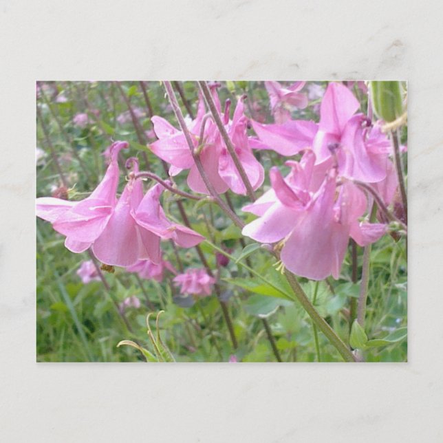 Pink Columbine Flowers Postcard (Front)