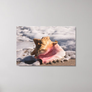 Pink Conch Shell Canvas Print
