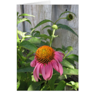 Pink Cone Flower Blank Note Card