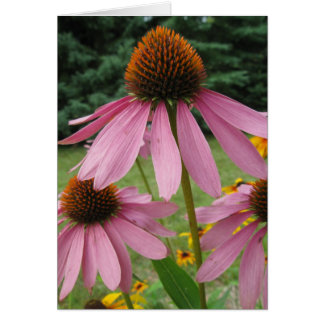 Pink Cone Flowers