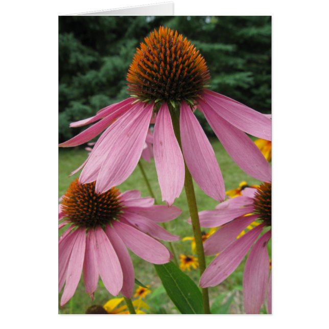 Pink Cone Flowers (Front)