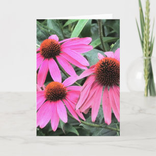 Pink Coneflower Greeting Card