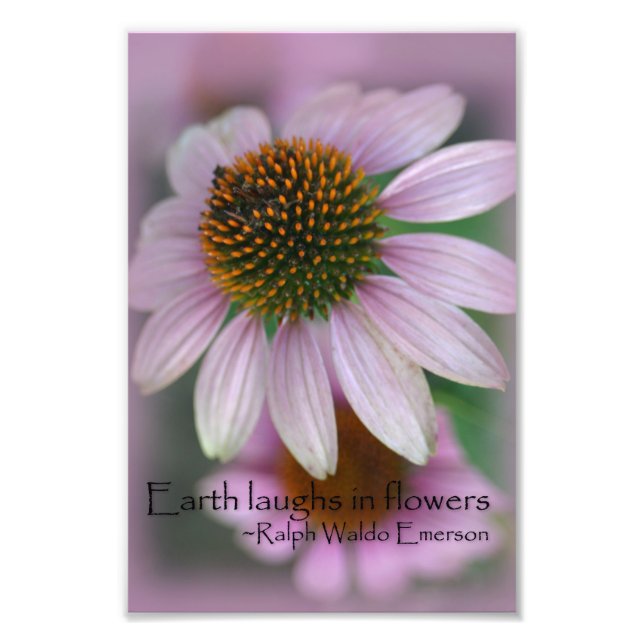 Pink coneflower macro photography print nature art (Front)
