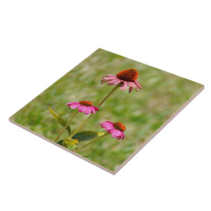 Pink Coneflowers flowers Tile