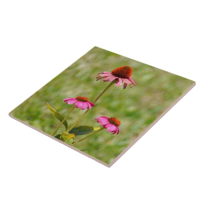 Pink Coneflowers flowers Tile (Side)