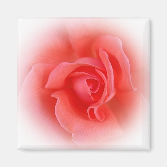 pink coral rose magnet (Front)