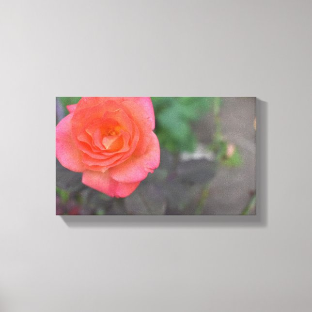 Pink Coral Rose Nature Photography Flower Plant Canvas Print (Front)