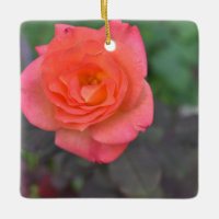 Pink Coral Rose Nature Photography Flower Plant