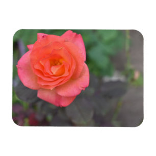 Pink Coral Rose Nature Photography Flower Plant Magnet