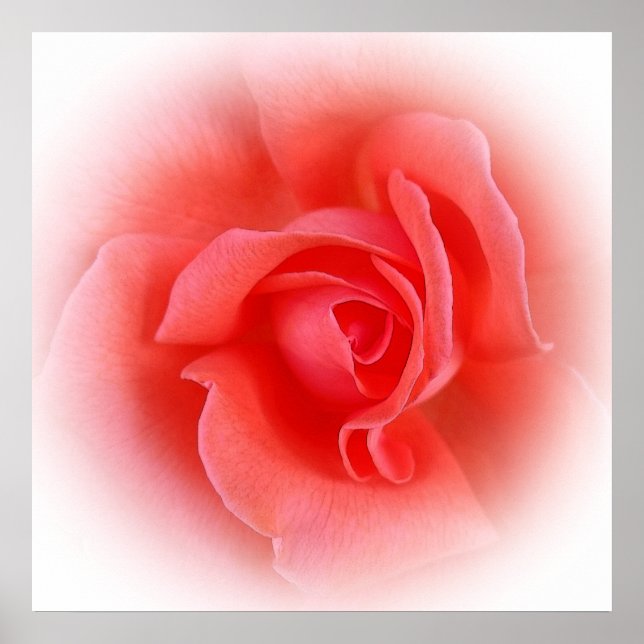 pink coral rose poster (Front)
