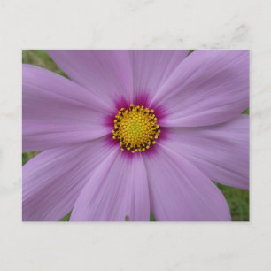 Pink Cosmea Close up DIY Postcard